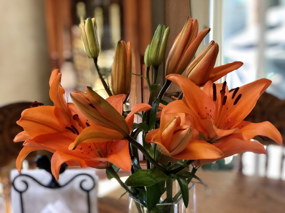 orange tulips in clear glass vase