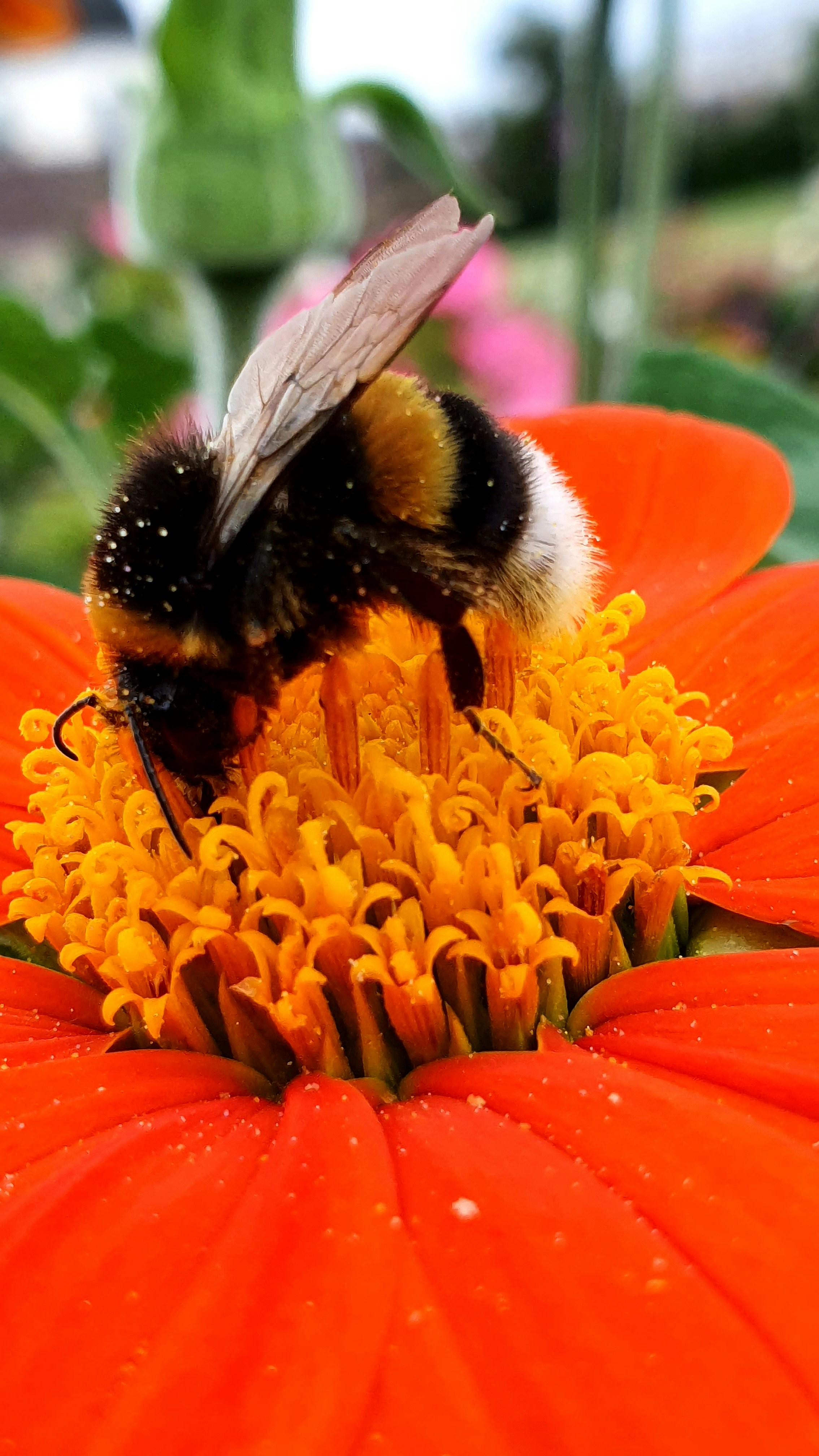 赤い花に黒と黄色の蜂の写真 Unsplashで見つけるミツバチ科の無料写真