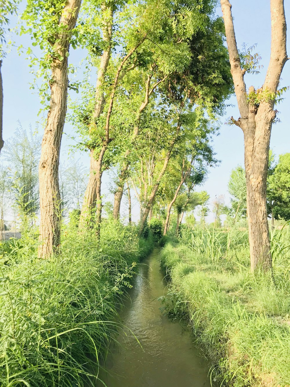 green grass and trees during daytime