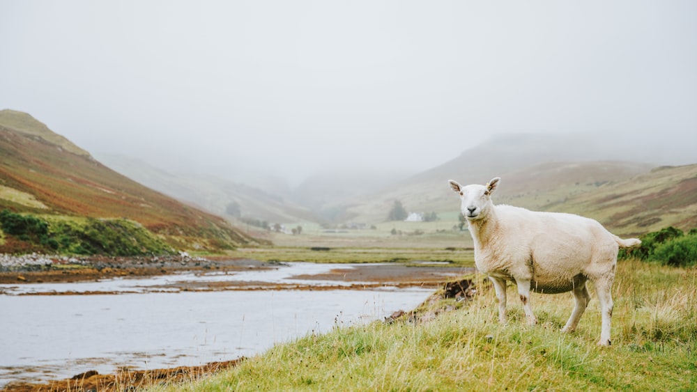 white cow on green grass field near body of water during daytime