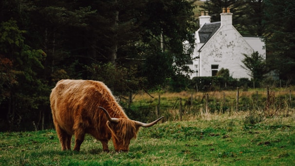 A large, brown, long-haired cow with curved horns grazes peacefully in a lush green field. In the background, a white cottage with a couple of chimneys is surrounded by dense trees and vegetation.