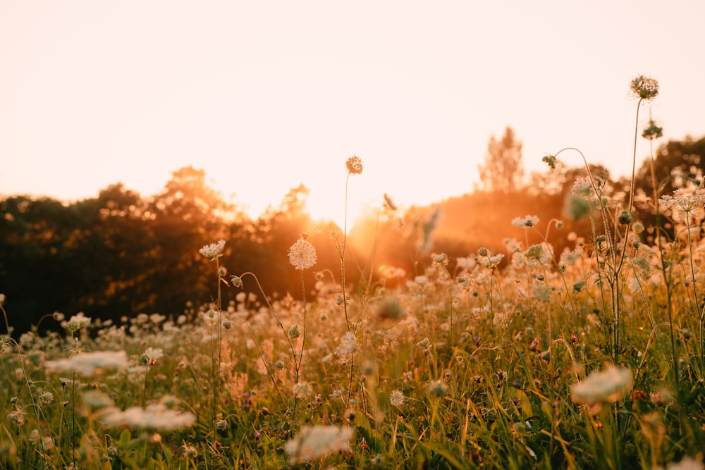 white flower field during sunset