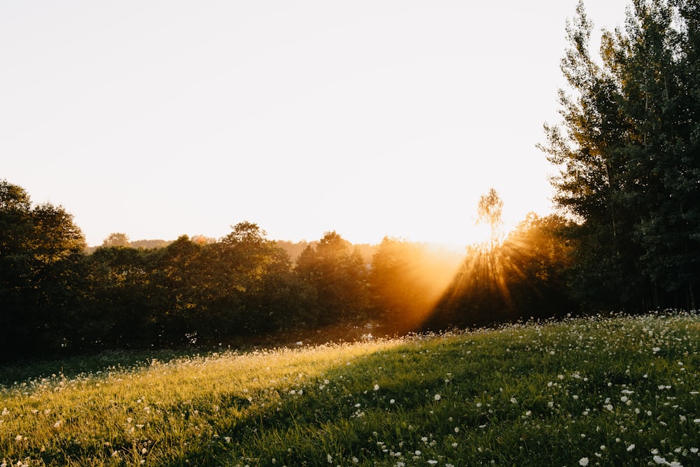 green grass field during sunset