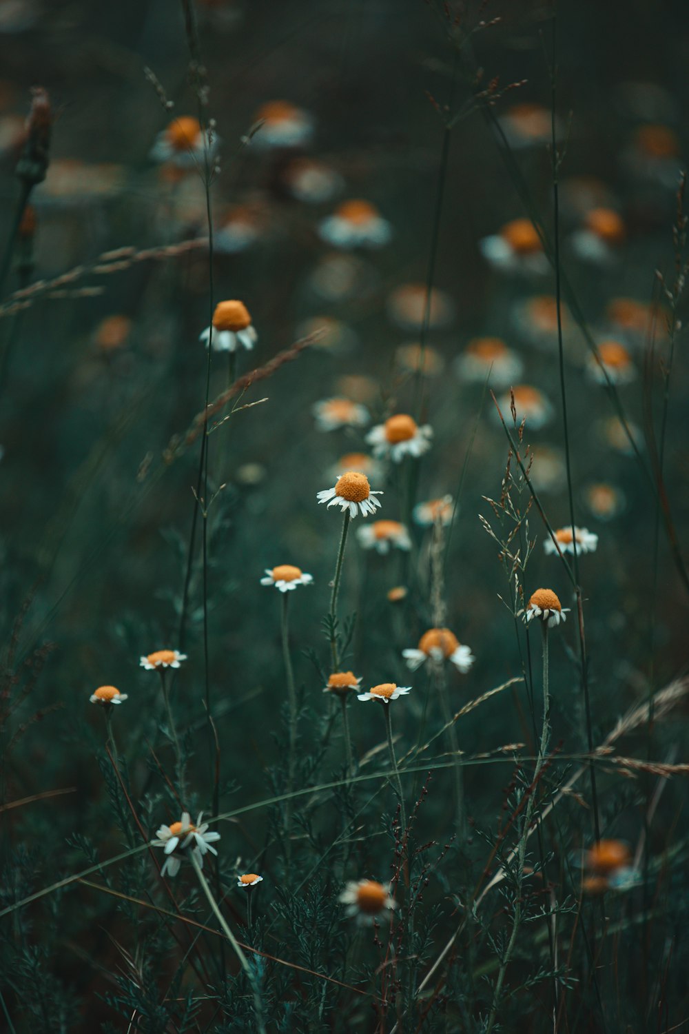 white and yellow daisy flowers