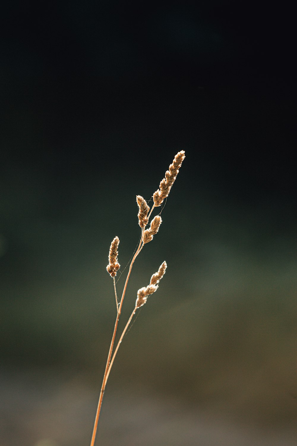 brown plant in tilt shift lens