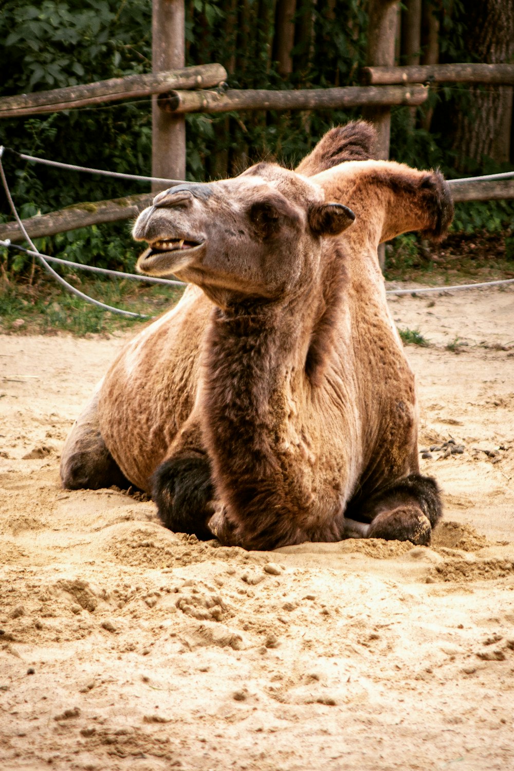 brown camel lying on brown sand during daytime