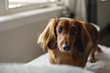 A close-up view of a brown long-haired dachshund with expressive eyes, standing indoors near a window. The lighting creates a soft and warm ambiance, highlighting the dog's fur and gentle expression.