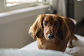 Close-up photo of a short-haired chocolate dachshund with warm, curious eyes.