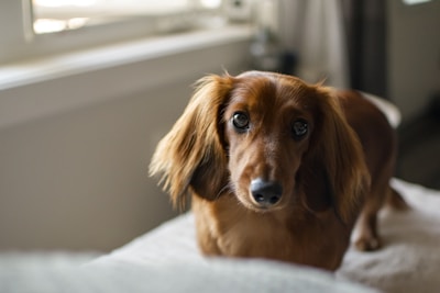 A close-up view of a brown long-haired dachshund with expressive eyes, standing indoors near a window. The lighting creates a soft and warm ambiance, highlighting the dog's fur and gentle expression.