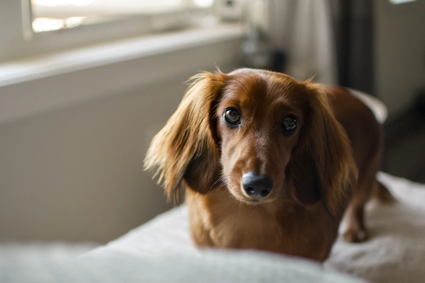 A long-haired dachshund resting on a bed beside a bright window in a quiet home