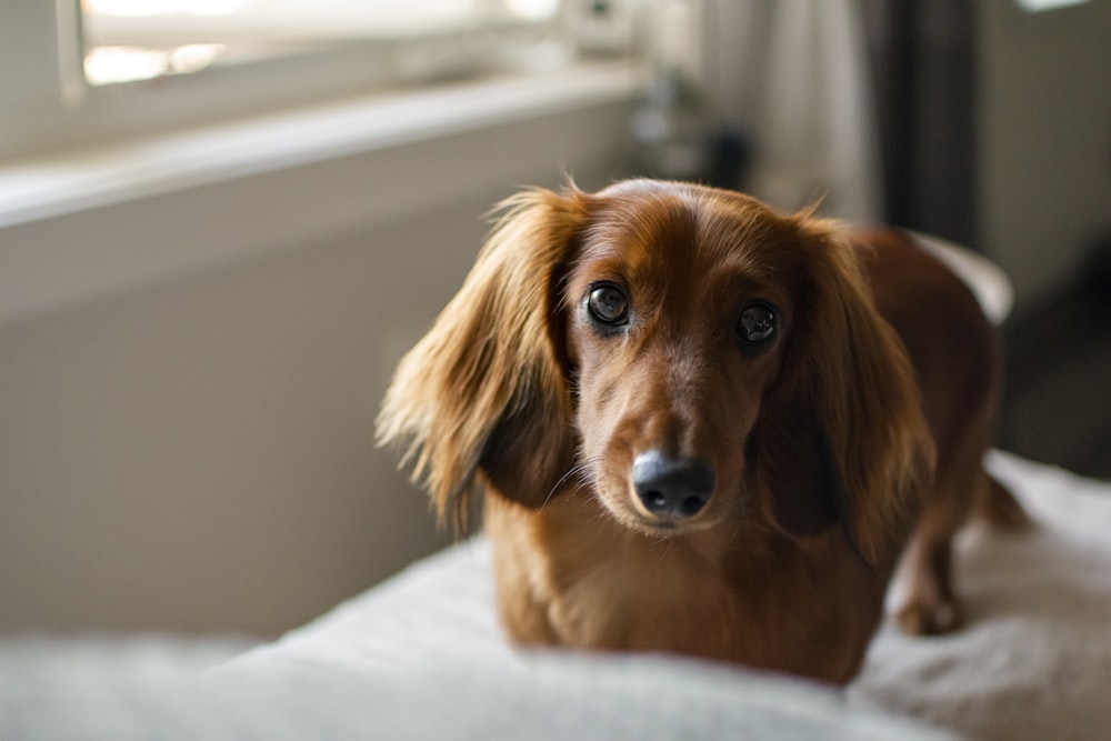 brown dachshund on white textile