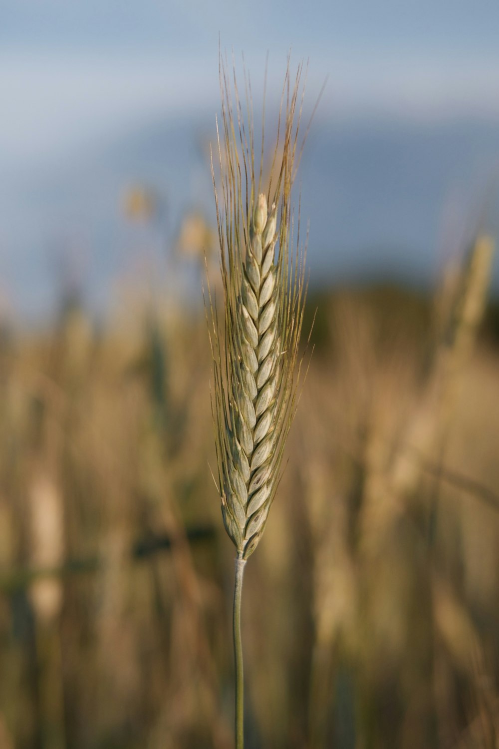 brown wheat in close up photography