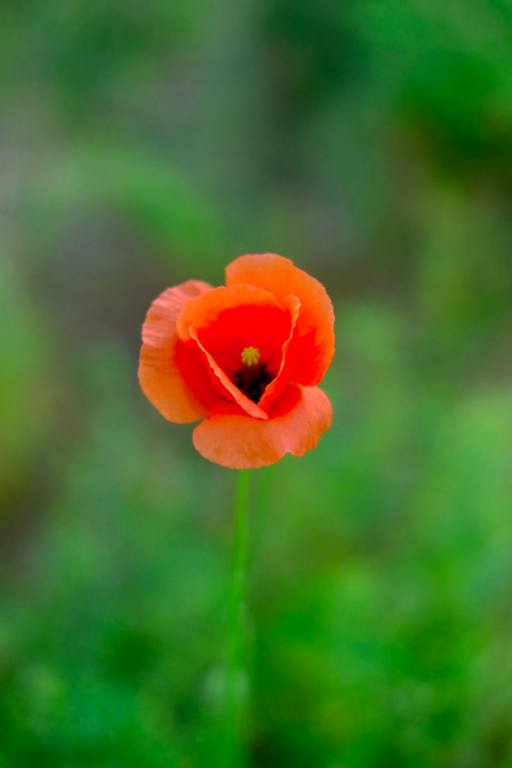 orange flower in tilt shift lens