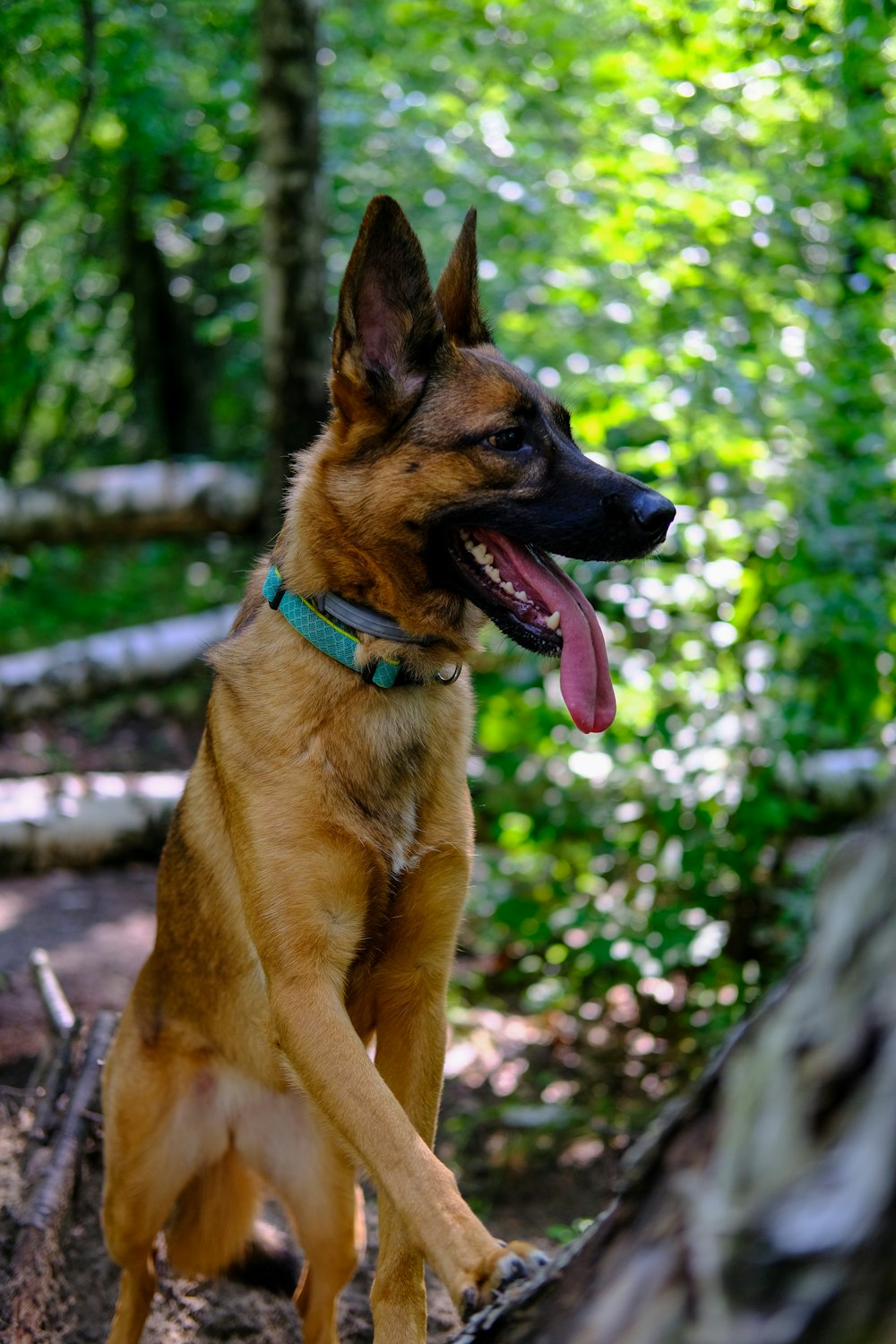 brown and black german shepherd