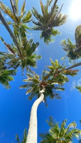 Farmer inspecting coconut palms under a bright blue sky.
