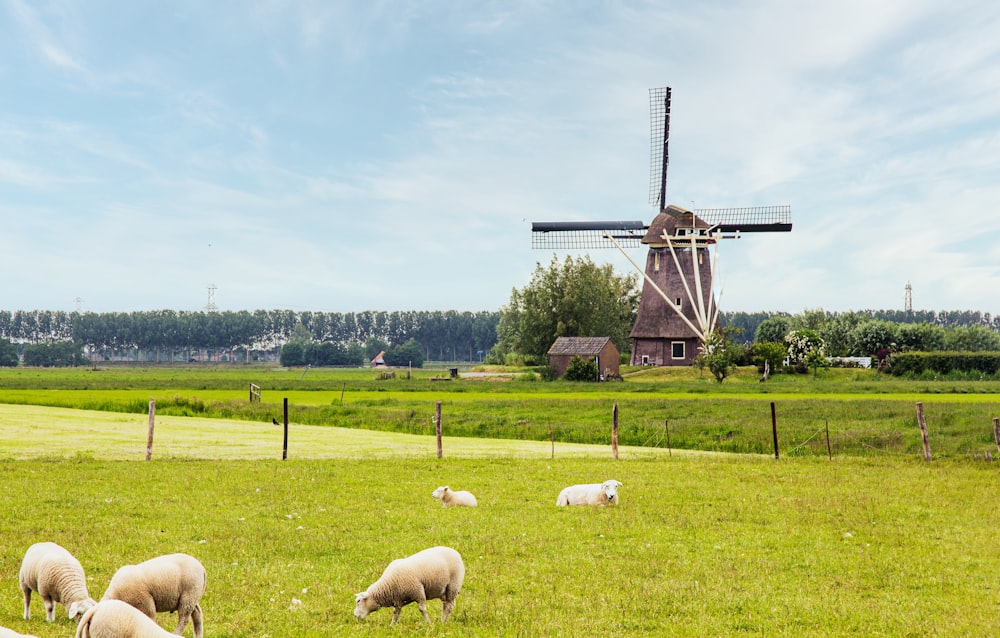 white sheep on green grass field during daytime