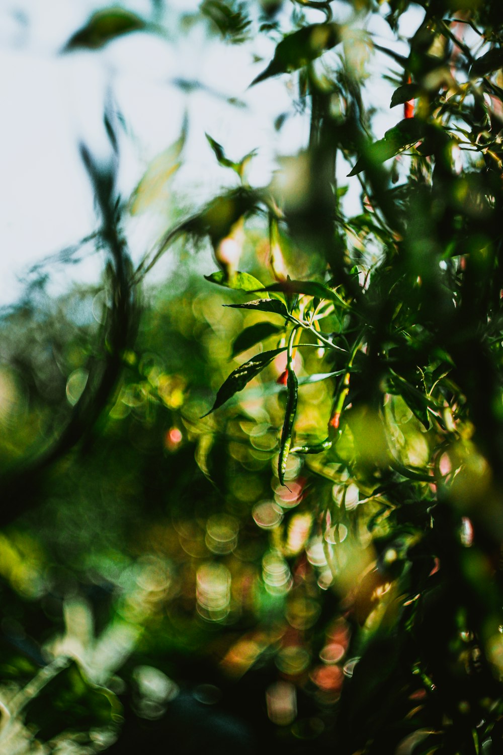 green leaves in tilt shift lens