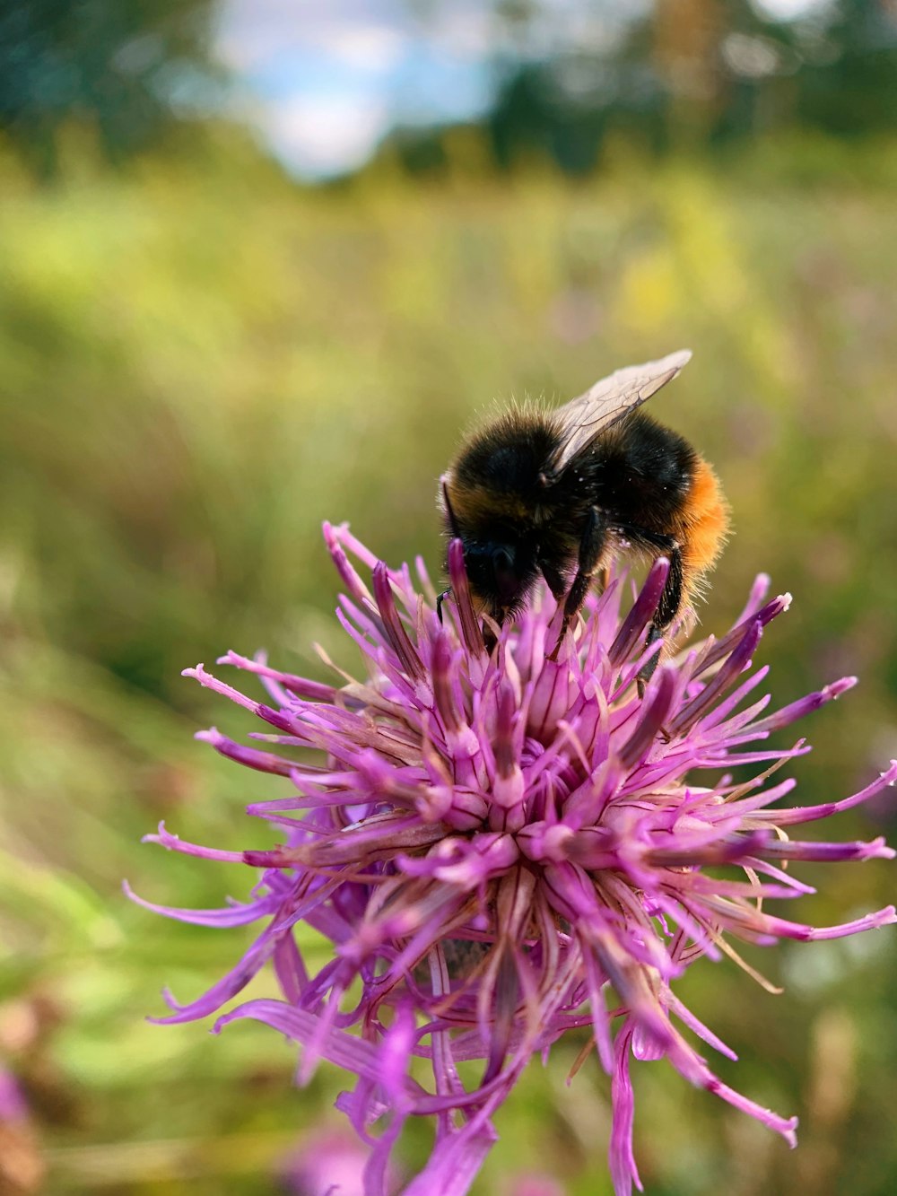 black and yellow bee on purple flower during daytime