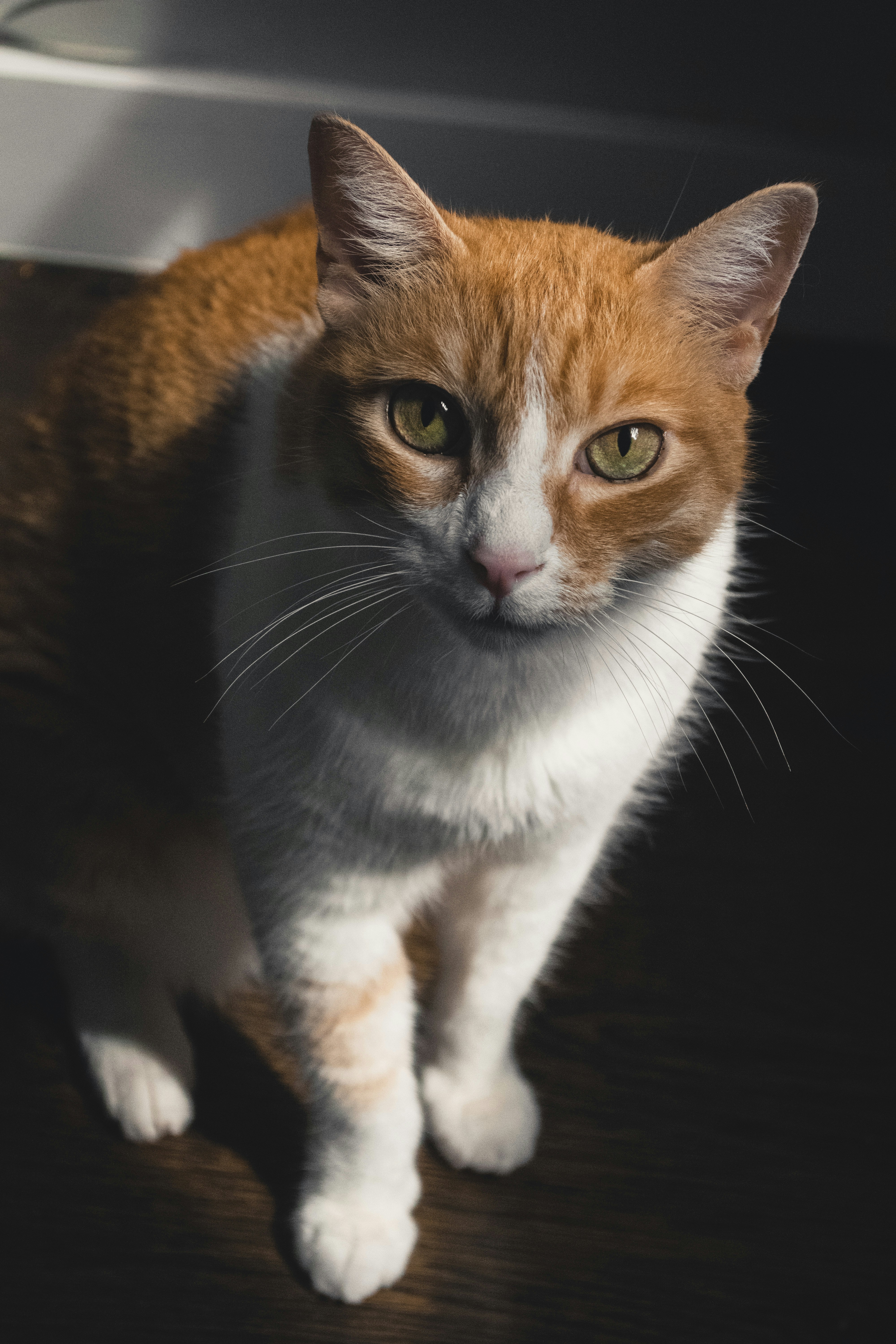 Photo by esteban__chinchilla