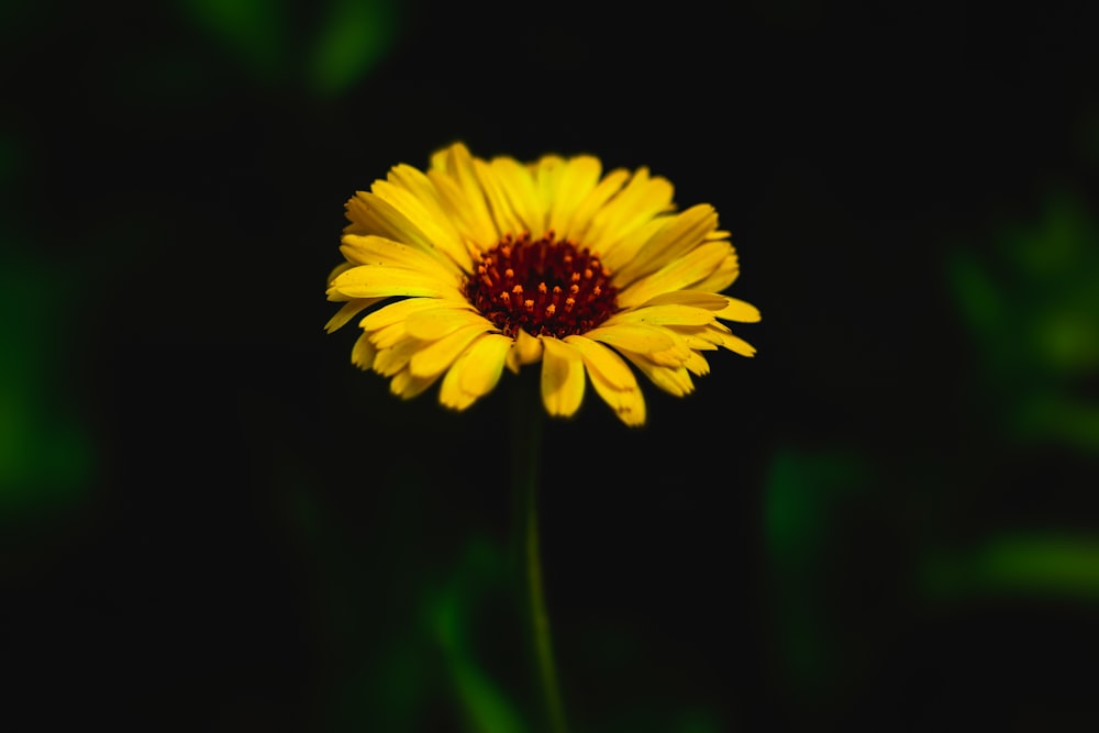 yellow flower in black background