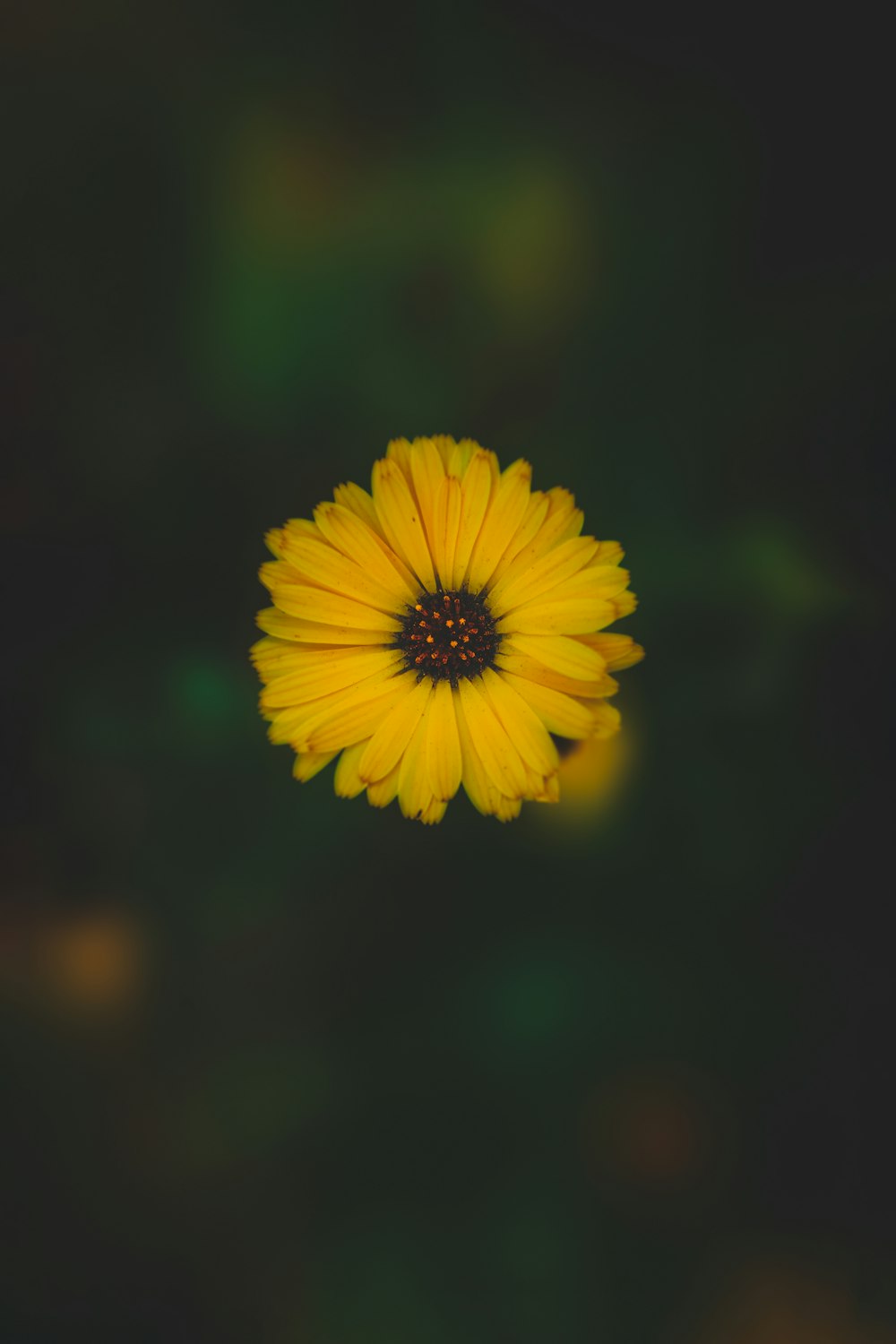 yellow flower in tilt shift lens