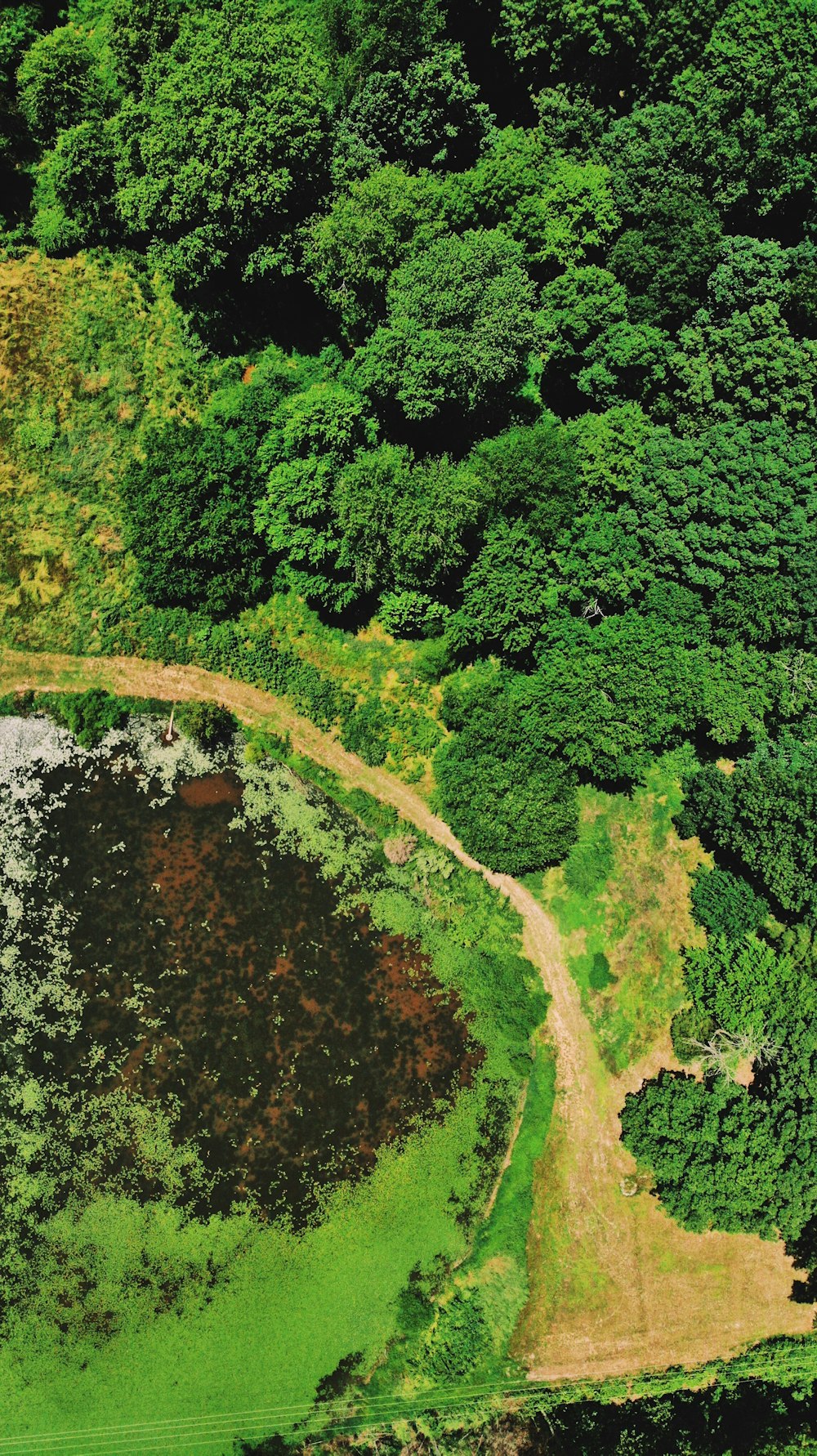 green trees beside river during daytime