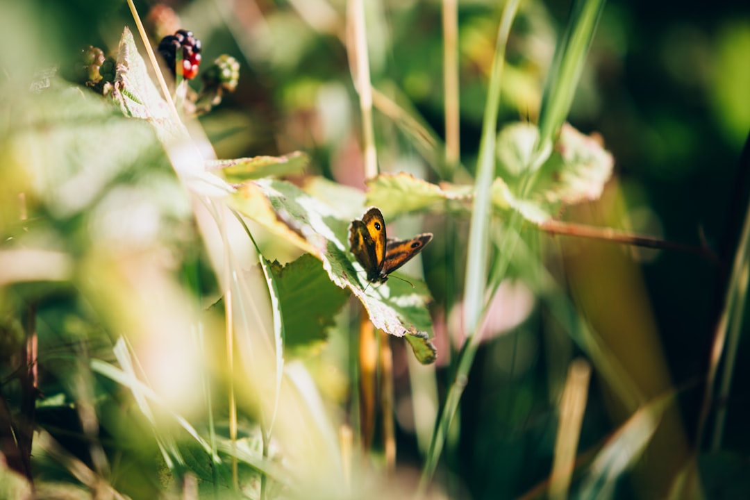 brown and black butterfly on green plant