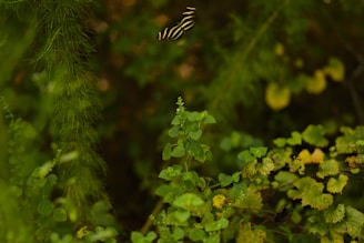 A butterfly with black and yellow stripes is hovering amidst lush green foliage. The environment appears dense with various plant species, including ferns and broad-leaved plants.
