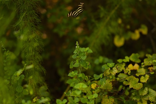 A butterfly with black and yellow stripes is hovering amidst lush green foliage. The environment appears dense with various plant species, including ferns and broad-leaved plants.