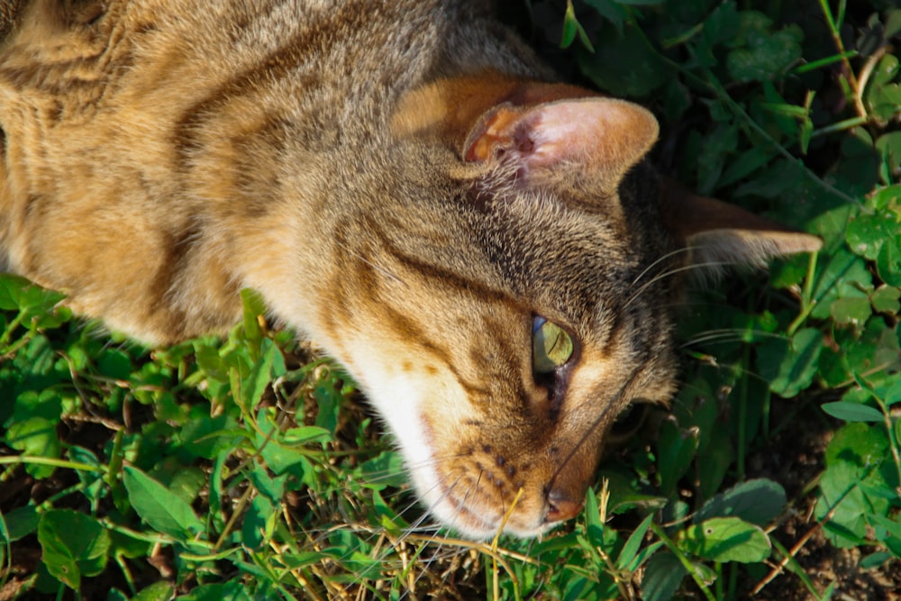 brown tabby cat lying on green grass