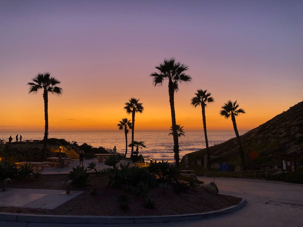 palm trees near body of water during sunset