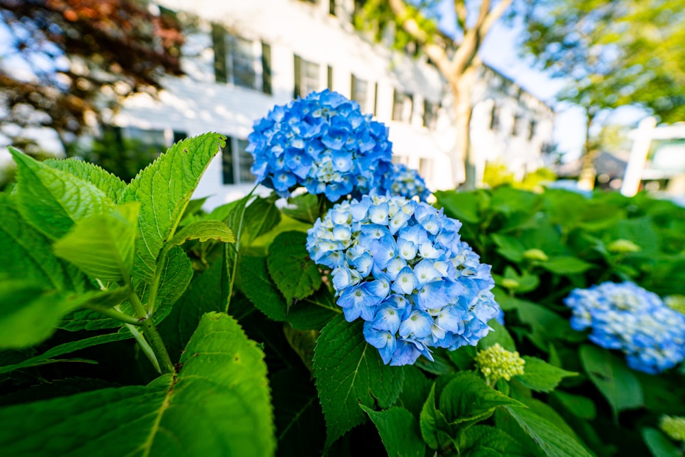 blue flowers with green leaves