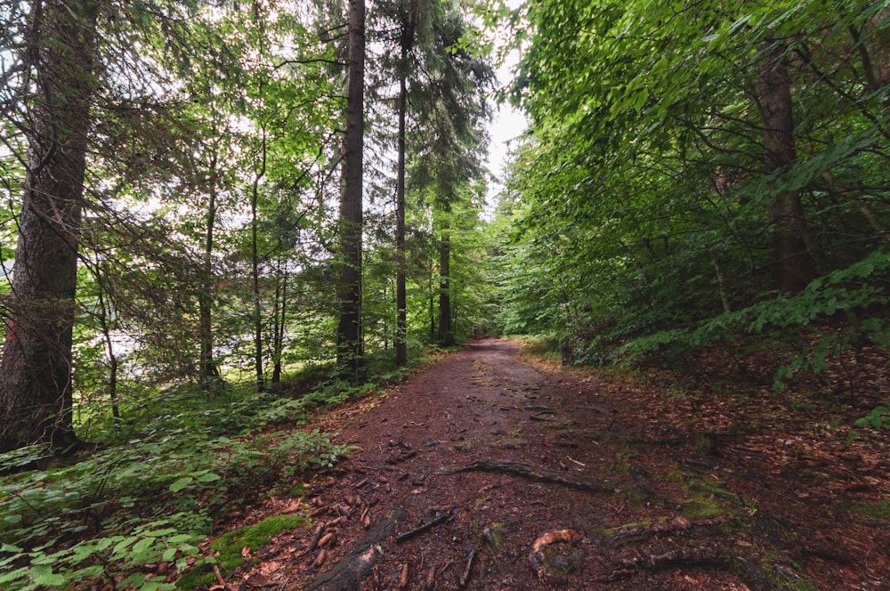 green trees on brown soil