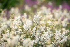 white flowers in tilt shift lens