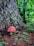 red and white mushroom on brown tree trunk
