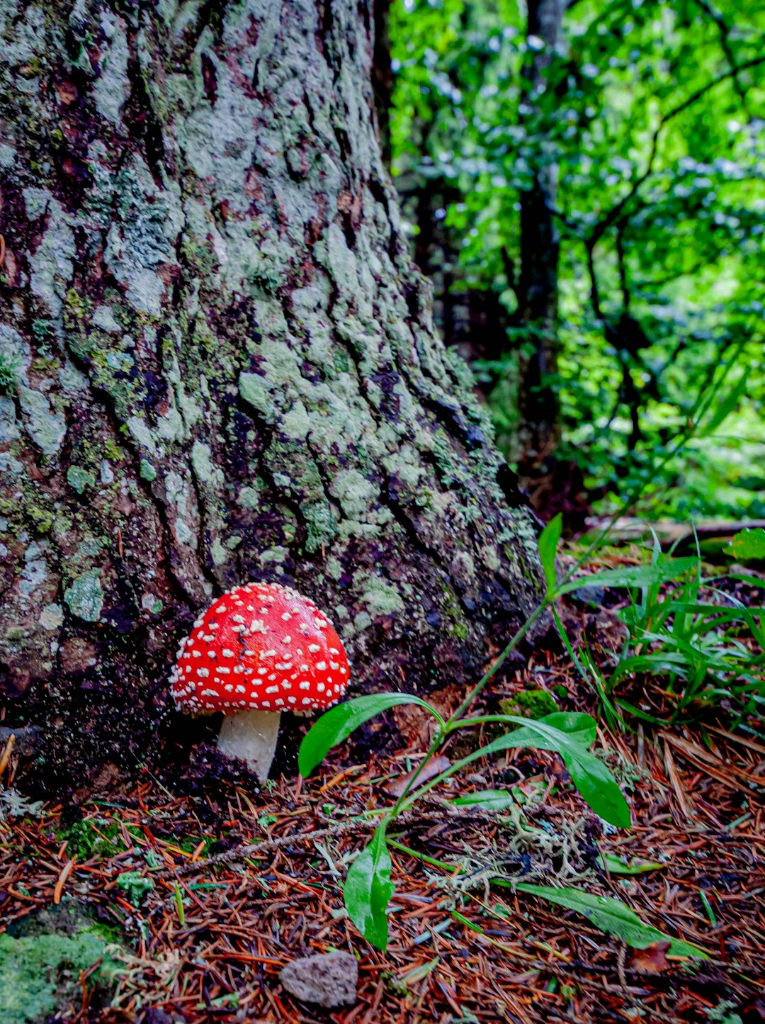 Forest photo spot Lake Saint Ann Livezi Ciuc