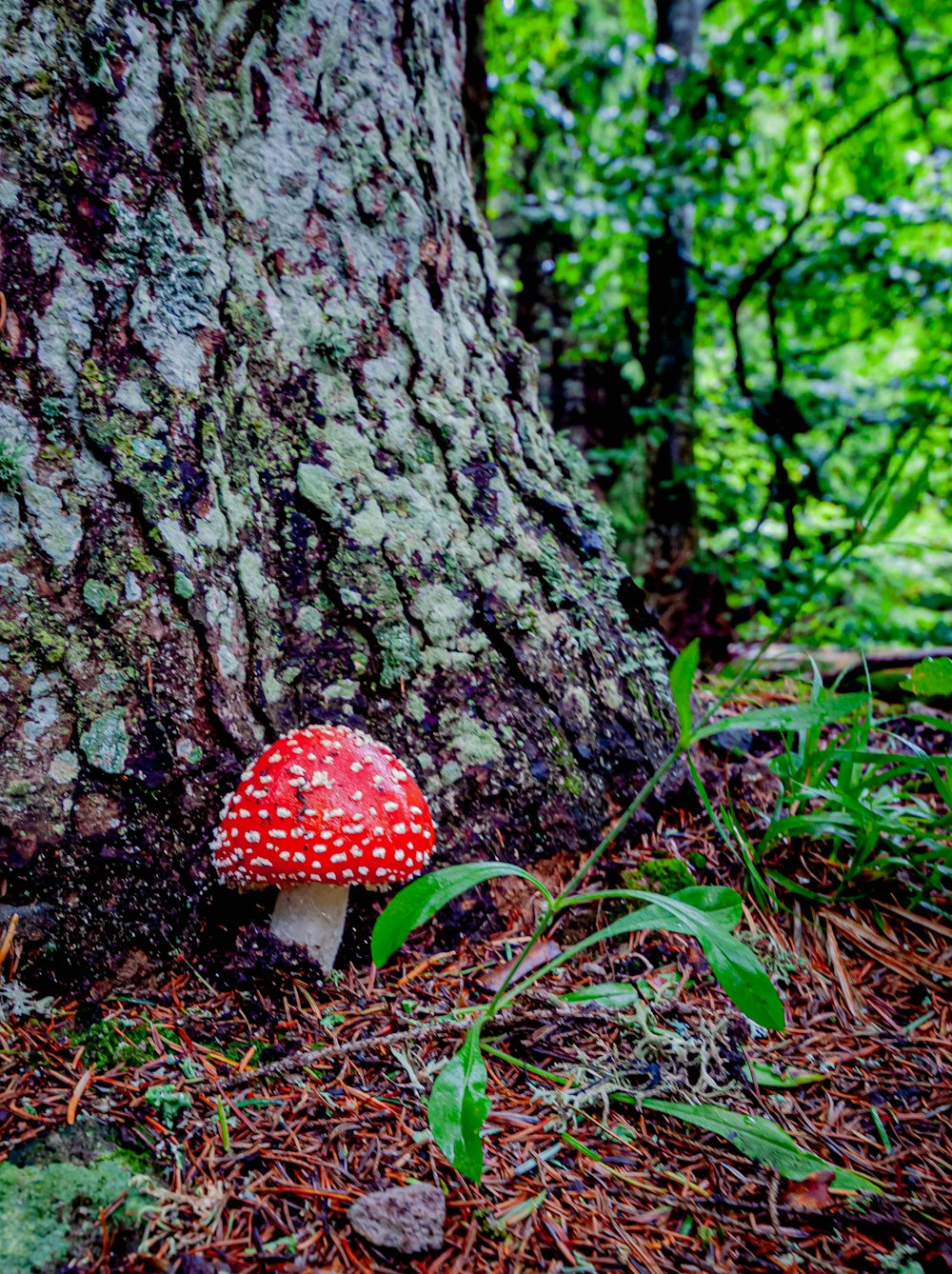 red and white mushroom on brown tree trunk