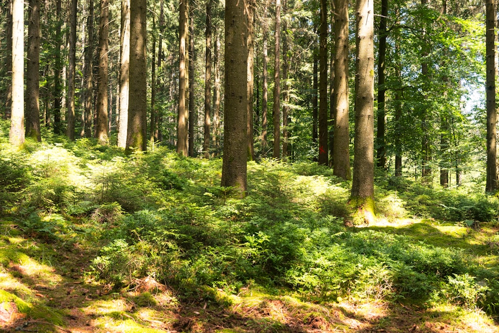 green grass and brown trees