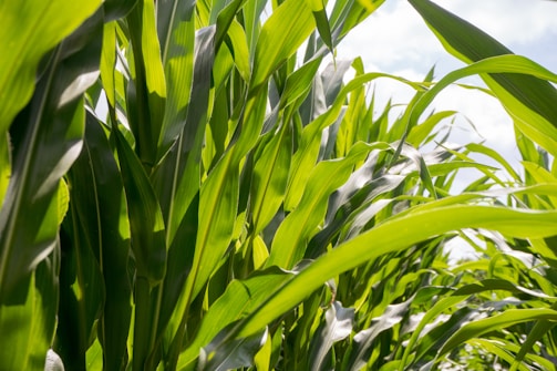 green corn field during daytime