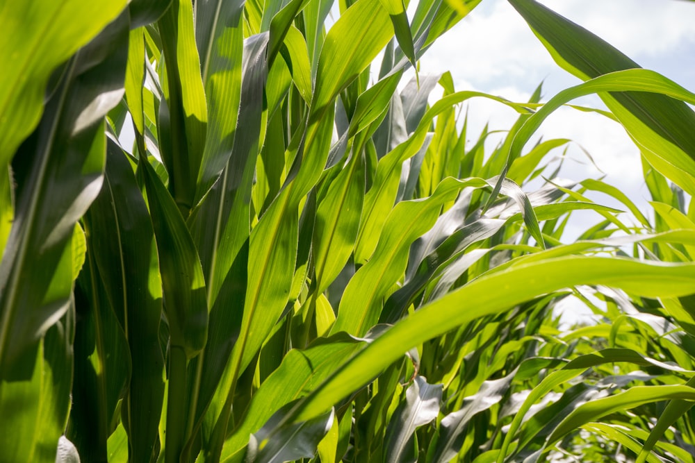 green corn field during daytime