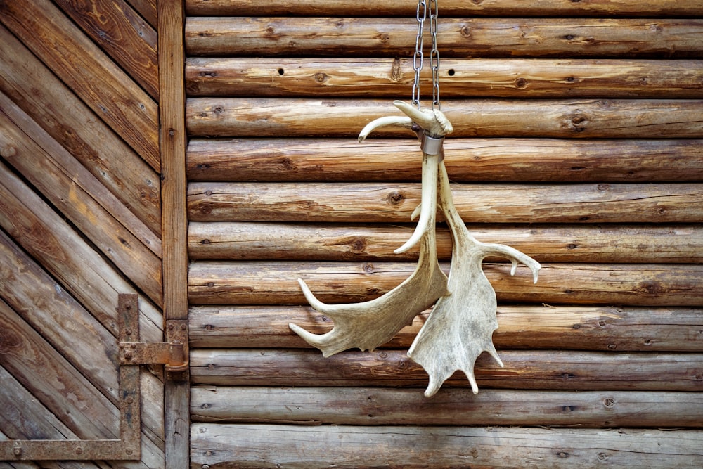 white animal skull on brown wooden wall