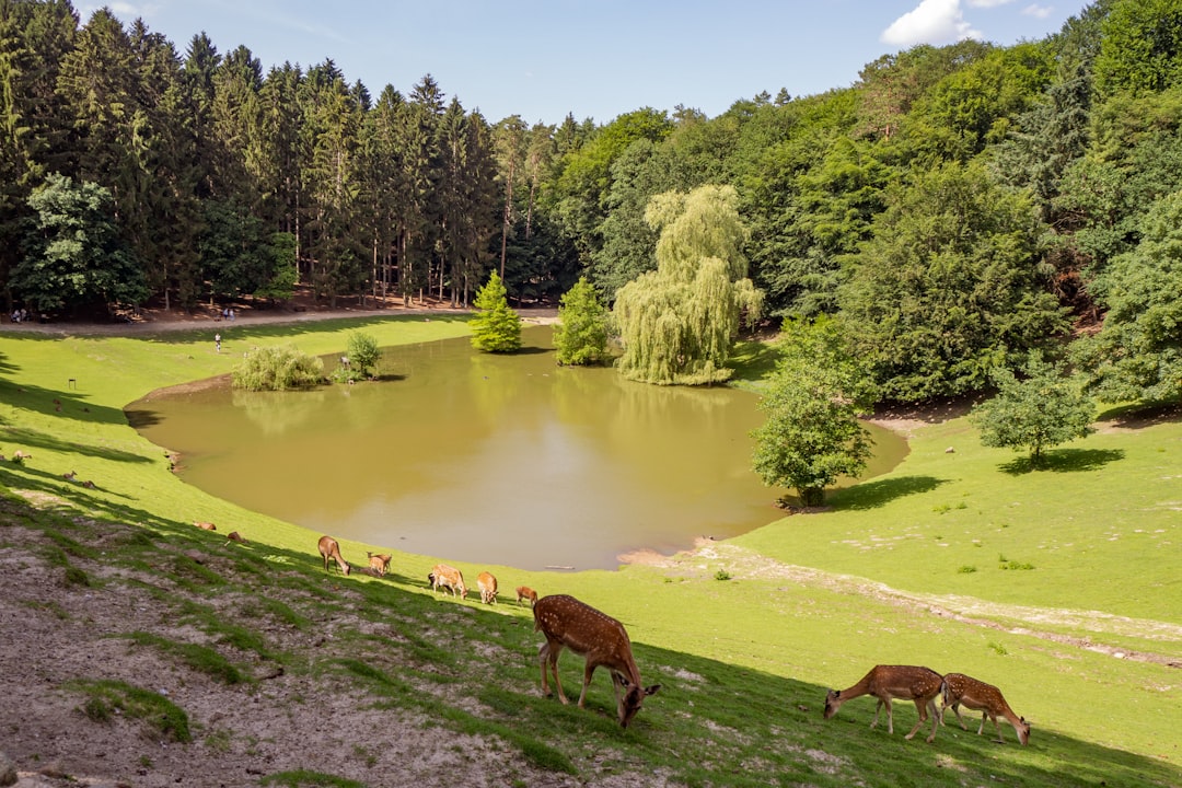 brown cow on green grass field near lake during daytime