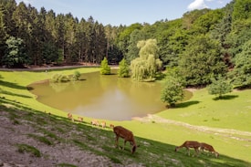 A serene landscape features a small, tranquil lake surrounded by lush green grass and dense forest. Deer are grazing peacefully on the slope, enjoying the sunny day. The trees are tall and abundant, providing a natural frame around the water.