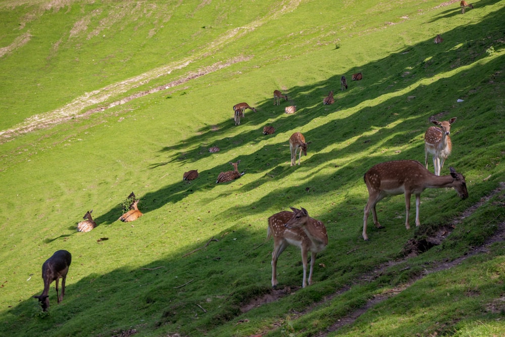 brown and white deer on green grass field during daytime