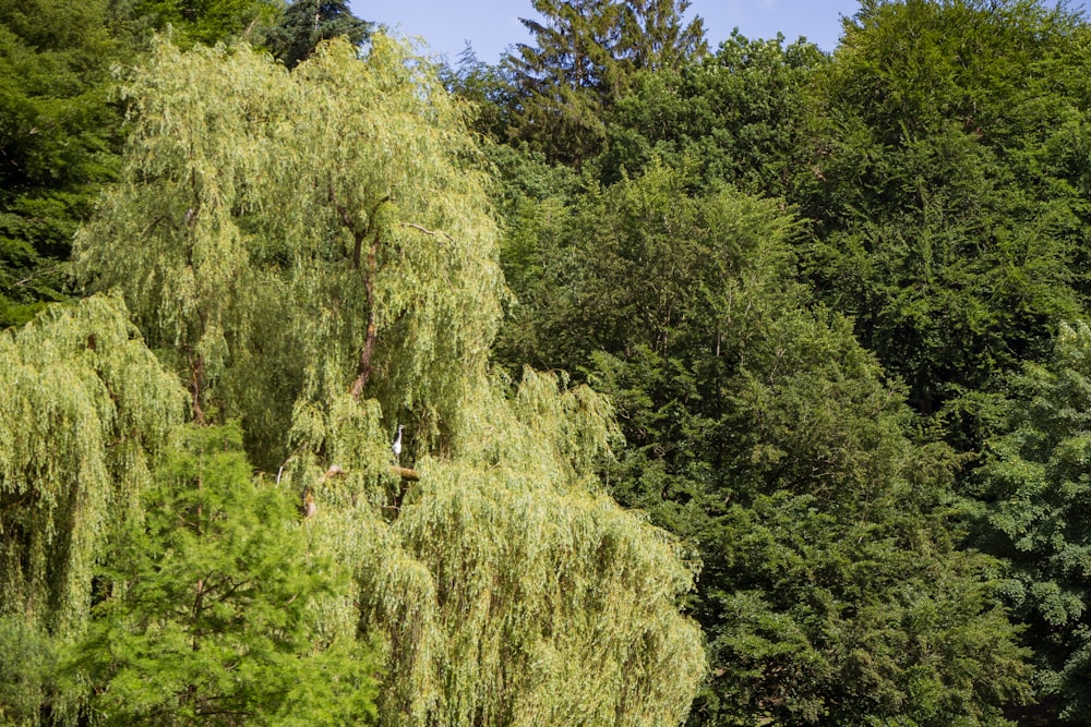 green trees under blue sky during daytime