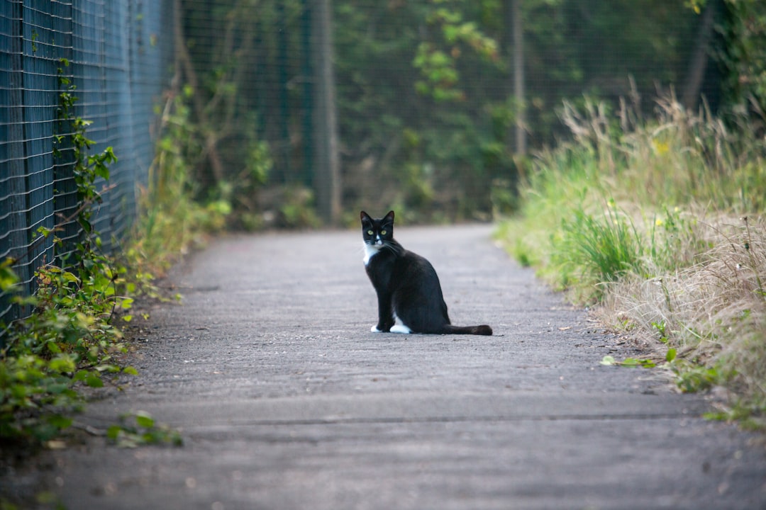 black cat on gray asphalt road during daytime