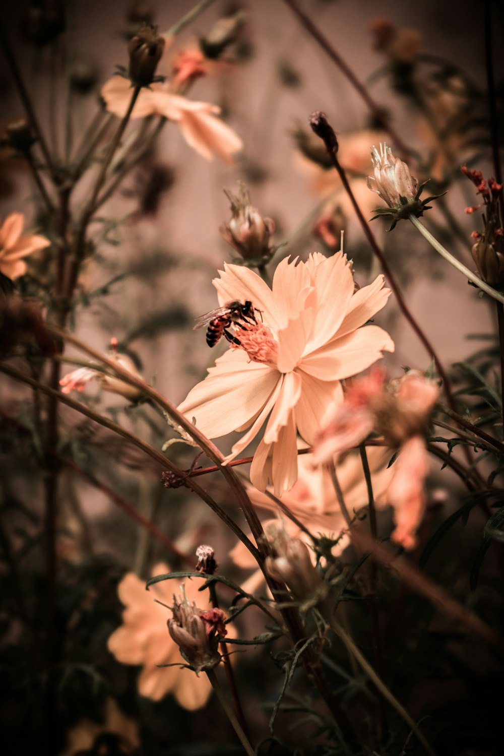 pink flower in tilt shift lens