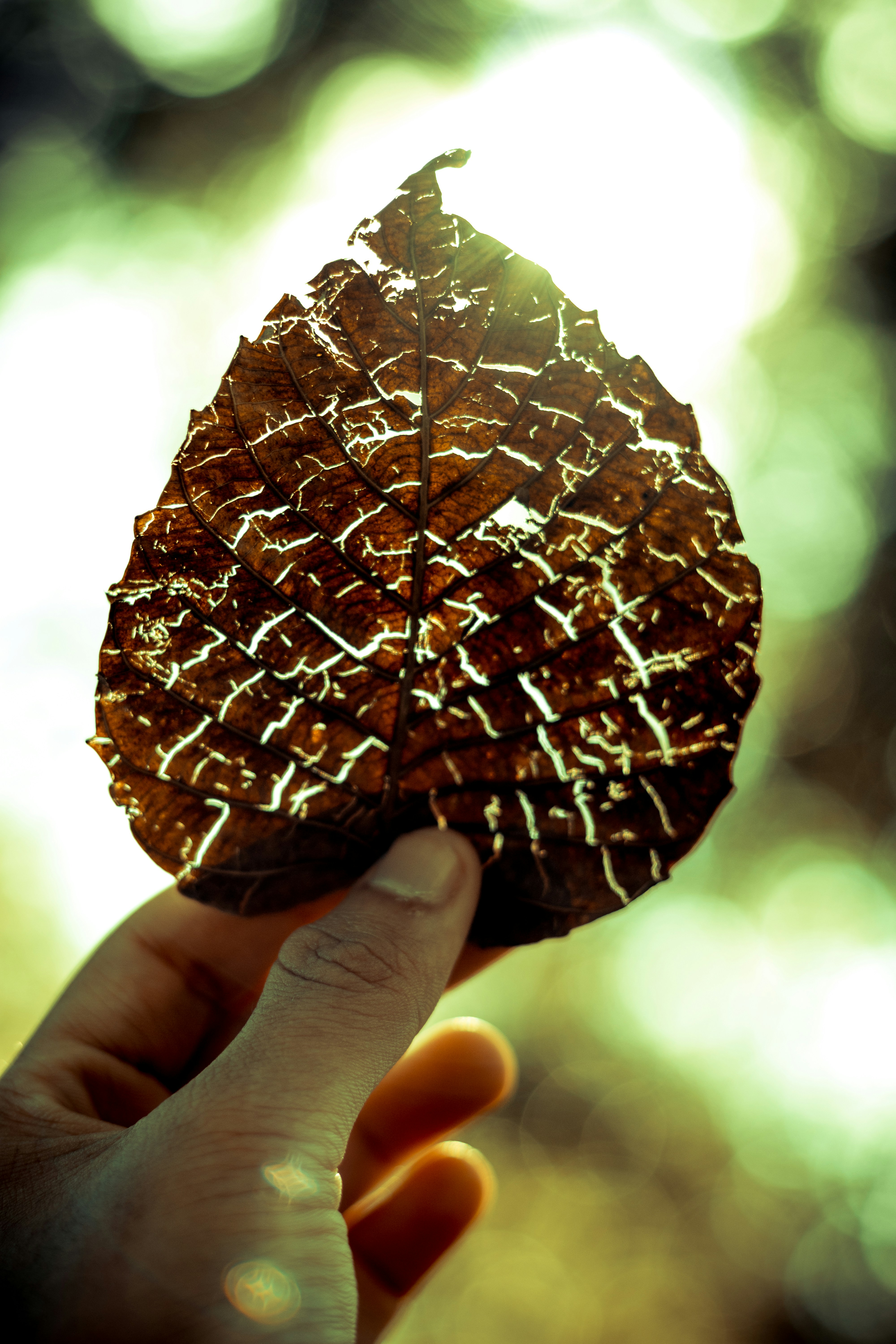 a person holding a piece of chocolate in their hand