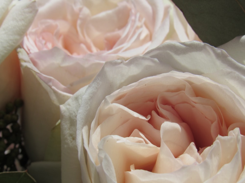 white rose on white textile