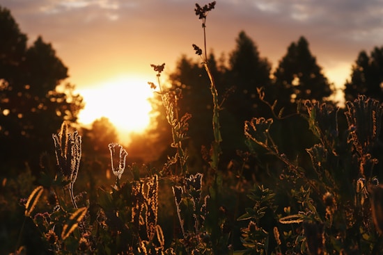 Sunlight streams through a dense forest of tall trees during sunset, casting a warm golden glow on the plants and foliage in the foreground. The backlit scene highlights the intricate details of the leaves and flowers, creating silhouettes against the bright sky.